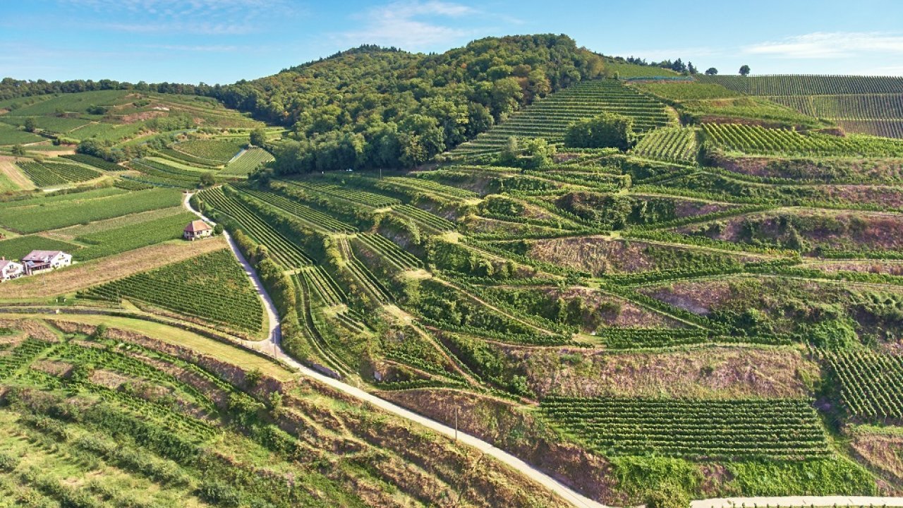 Gras im Ofen BAD_WINKLERBERG-HINTER-WINKELN_Ihringen_04_byVDP-89b53f43.jpg